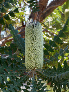 Bull Banksia (Banksia grandis) Bull Banksia (Banksia grandis)