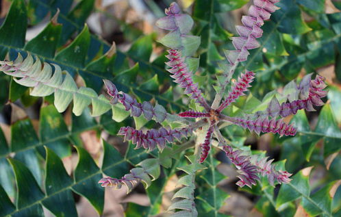 Bull Banksia (Banksia grandis) Bull Banksia (Banksia grandis)