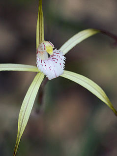 Yellow Spider Orchid (Caladenia denticulata) Yellow Spider Orchid (Caladenia denticulata)