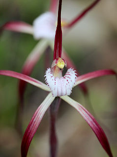 Yellow Spider Orchid (Caladenia denticulata)
