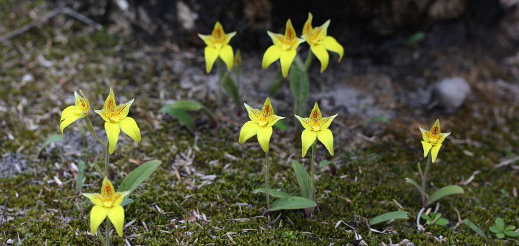 Cowslip Orchid (Caladenia flava) Cowslip Orchid (Caladenia flava)