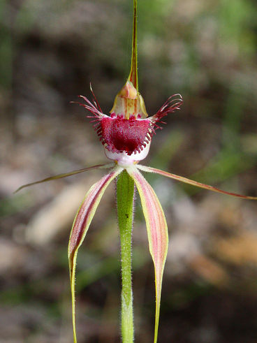 Tuart Spider Orchid (Caladenia georgei) Tuart Spider Orchid (Caladenia georgei)