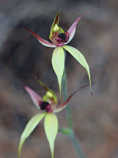 Leaping Spider Orchid (Caladenia macrostylis)