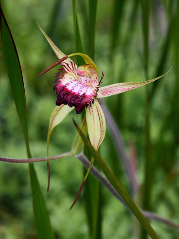 Swamp Spider Orchid (Caladenia paludosa)