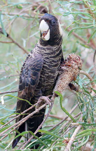 Carnaby’s Black Cockatoo (Zanda latirostris) Carnaby’s Black Cockatoo (Zanda latirostris)
