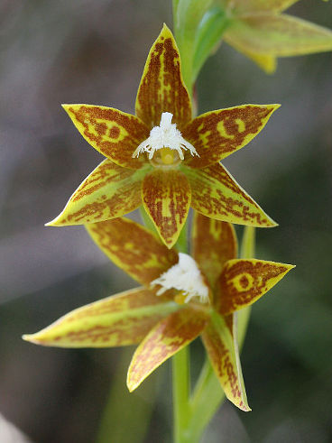 Chestnut Sun Orchid (Thelymitra fuscolutea) Chestnut Sun Orchid (Thelymitra fuscolutea)