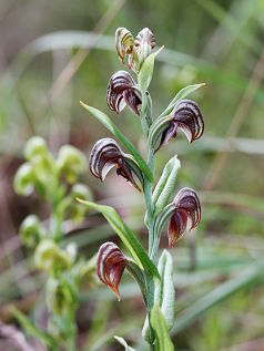 Coastal Banded Greenhood (Pterostylis orbiculata) Coastal Banded Greenhood (Pterostylis orbiculata)
