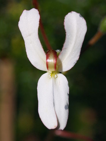 Cow Kicks (Stylidium schoenoides) Cow Kicks (Stylidium schoenoides)