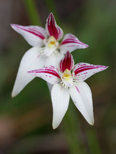 Cowslip Orchid (Caladenia flava) Cowslip Orchid (Caladenia flava)