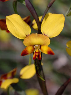 Winter Donkey Orchid (Diuris brumalis) Winter Donkey Orchid (Diuris brumalis)