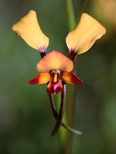 Small-flowered Donkey Orchid (Diuris porrifolia) Small-flowered Donkey Orchid (Diuris porrifolia)