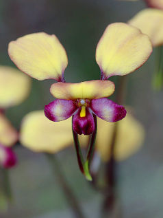 Unidentified Donkey Orchid (Diuris sp.) Unidentified Donkey Orchid (Diuris sp.)