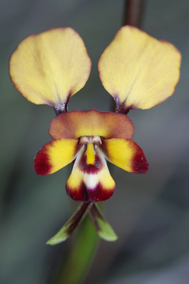 Unidentified Donkey Orchid (Diuris sp.) Unidentified Donkey Orchid (Diuris sp.)