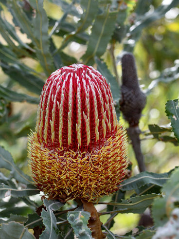 Firewood Banksia (Banksia menziesii) Firewood Banksia (Banksia menziesii)