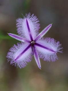 Fringe Lily (Thysanotus arenarius) Fringe Lily (Thysanotus arenarius)