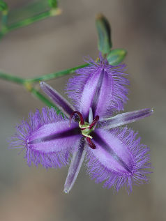 Fringe Lily (Thysanotus sparteus) Fringe Lily (Thysanotus sparteus)