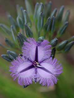 Fringe Lily (Thysanotus triandrus) Fringe Lily (Thysanotus triandrus)
