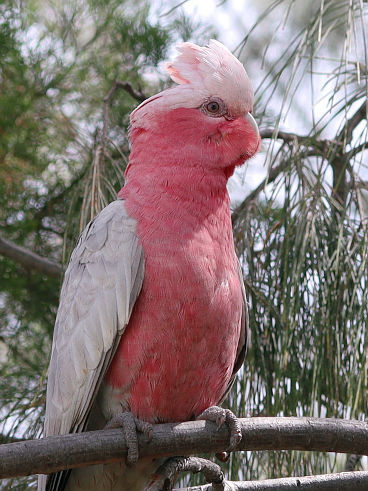 Galah (Eolophus roseicapilla) Galah (Eolophus roseicapilla)