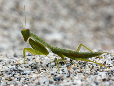 Garden Mantis (Orthodera ministralis) Garden Mantis (Orthodera ministralis)