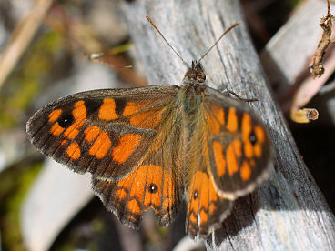 Marbled Xenica (Geitoneura klugii)