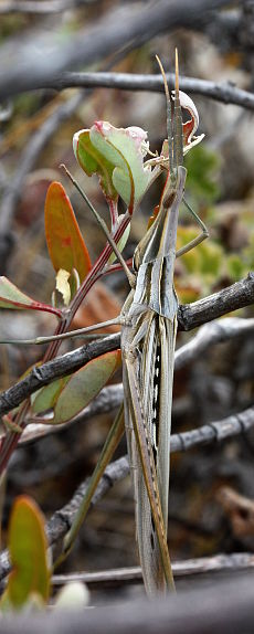 Giant Green Slantface (Acrida conica) Giant Green Slantface (Acrida conica)