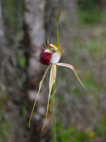 Grand Spider Orchid (Caladenia huegelii) Grand Spider Orchid (Caladenia huegelii)