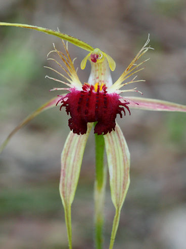 Grand Spider Orchid (Caladenia huegelii) Grand Spider Orchid (Caladenia huegelii)