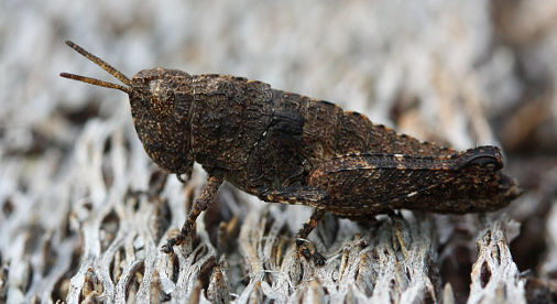 Unidentified grasshopper Unidentified grasshopper
