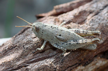 Unidentified grasshopper Unidentified grasshopper