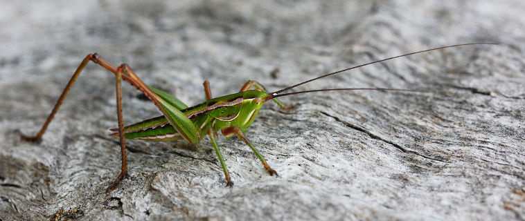 Common Marauding Katydid (Metaballus frontalis) Common Marauding Katydid (Metaballus frontalis)