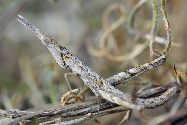Matchstick Grasshopper (fam. Eumastacidae) Matchstick Grasshopper (fam. Eumastacidae)