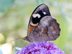 Common Brown (Heteronympha merope subsp. duboulayi) Common Brown (Heteronympha merope subsp. duboulayi)
