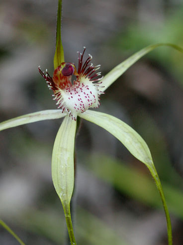 Island Point Spider Orchid (Caladenia swartsiorum) Island Point Spider Orchid (Caladenia swartsiorum)