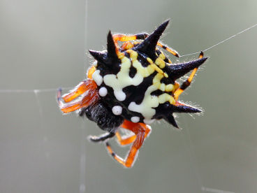 Jewel Spider (Austracantha minax) Jewel Spider (Austracantha minax)