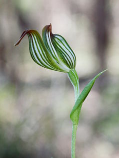 Jug Orchid (Pterostylis recurva) Jug Orchid (Pterostylis recurva)