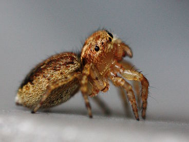 Jumping Spider Jumping Spider