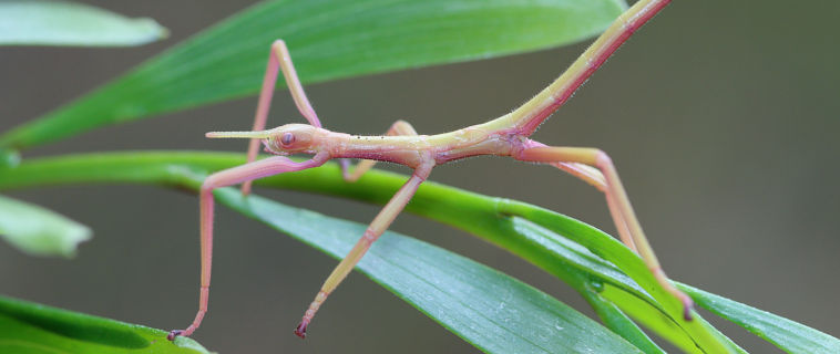Key’s Stick Insect (Podacanthus keyi) Key’s Stick Insect (Podacanthus keyi)