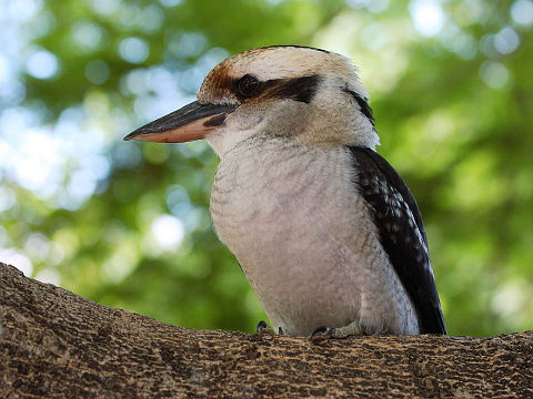 Laughing Kookaburra (Dacelo novaeguineae)