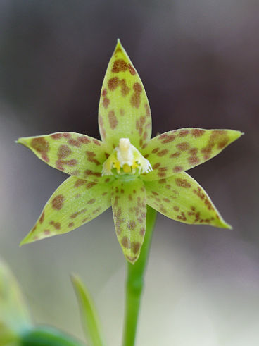 Leopard Orchid (Thelymitra benthamiana) Leopard Orchid (Thelymitra benthamiana)