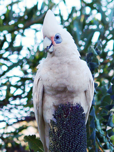 Little Corella (Cacatua sanguinea) Little Corella (Cacatua sanguinea)