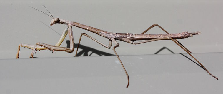 Mallee Grass Mantis (Archimantis sobrina) Mallee Grass Mantis (Archimantis sobrina)