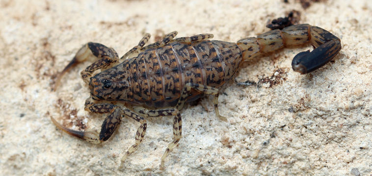 Marbled Scorpion (Lychas marmoreus) Marbled Scorpion (Lychas marmoreus)
