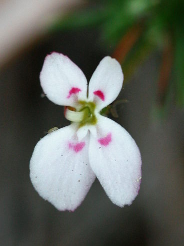 Matted Triggerplant (Stylidium repens) Matted Triggerplant (Stylidium repens)