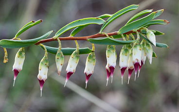 Pearl Flower (Conostephium pendulum) Pearl Flower (Conostephium pendulum)