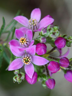 Pepper and Salt (Philotheca spicata) Pepper and Salt (Philotheca spicata)