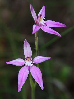 Pink Fairy Orchid (Caladenia latifolia) Pink Fairy Orchid (Caladenia latifolia)