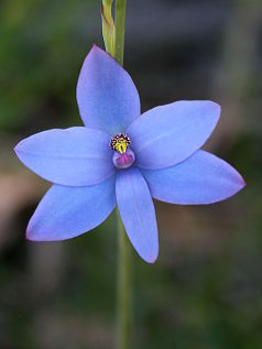 Queen Orchid (Thelymitra crinita) Queen Orchid (Thelymitra crinita)