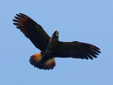 Red-tailed Black Cockatoo (Calyptorhynchus banksii) – female Red-tailed Black Cockatoo (Calyptorhynchus banksii) – female