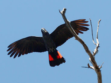 Red-tailed Black Cockatoo (Calyptorhynchus banksii) – male Red-tailed Black Cockatoo (Calyptorhynchus banksii) – male