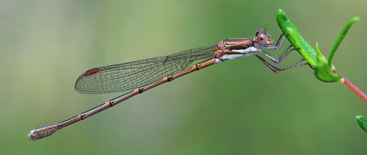 Slender Ringtail (Austrolestes analis) Slender Ringtail (Austrolestes analis)